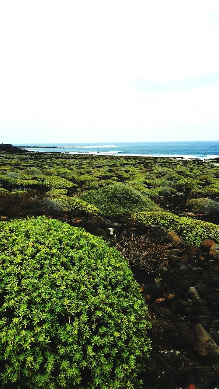 SCENIC VIEW OF SEA WITH TREES IN BACKGROUND