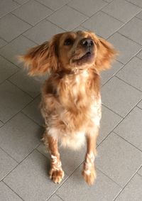 High angle view of dog on floor