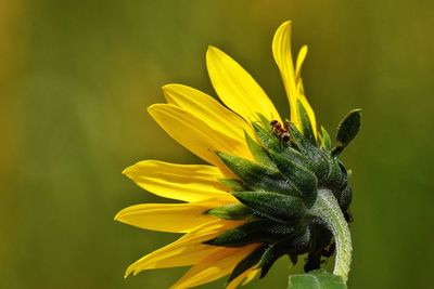 Sunflower ant 