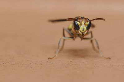 Close-up of insect on wall