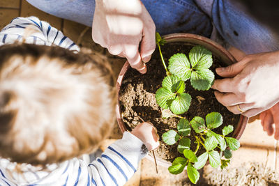 High angle view of hands holding plants