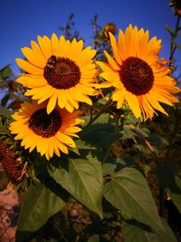 Close-up of yellow sunflower against sky