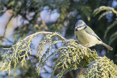 Close-up of bird perching on tree