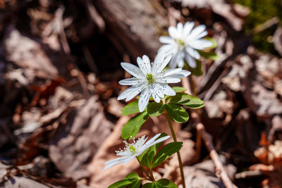 plant