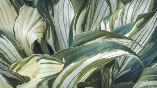 Full frame shot of plants