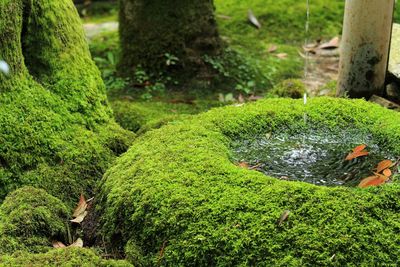 Moss growing on tree trunk