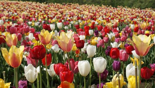 Multi colored tulips in field