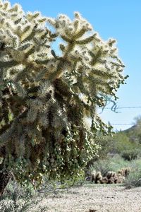 Close-up of cactus on tree against sky