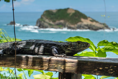 Lizard in front of pacific ocean