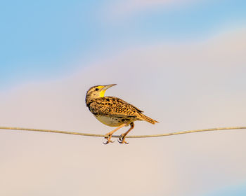 A western meadowlark perched on a fence wire against cloudy sky.