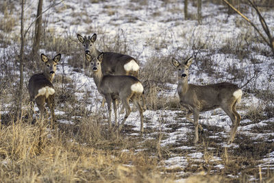 Deer in a field