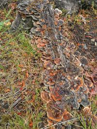 Close-up of tree trunk in forest