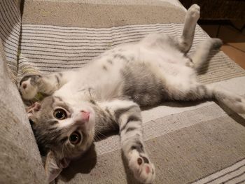 High angle view of a cat resting