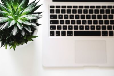 Close-up of potted plant on table