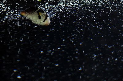 Close-up of butterfly over black background