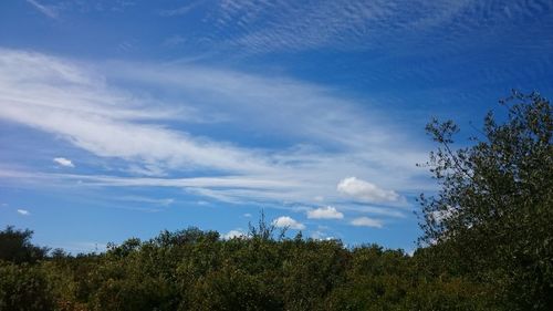 Plants and trees against blue sky