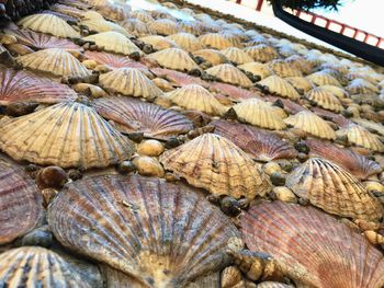 Close-up of shells for sale in market