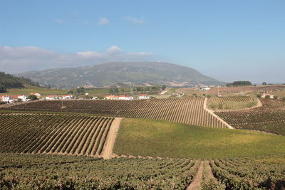 High angle view of vineyard against sky