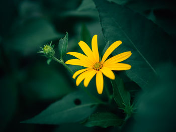 Close-up of yellow flower