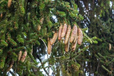 Low angle view of pine tree