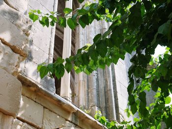 Low angle view of ivy growing on wall