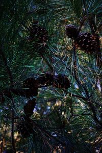 Low angle view of pine tree