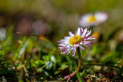 Close-up of pink flowering plant on field