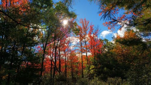 Low angle view of trees in forest