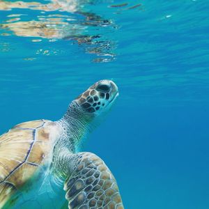 View of turtle swimming in sea