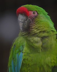 Close-up of parrot