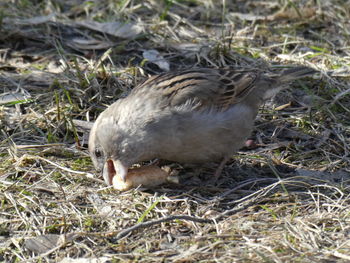 High angle view of duck on field