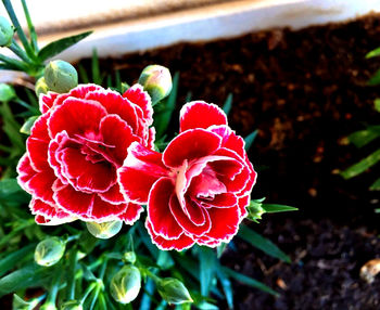 Close-up of red flower blooming outdoors