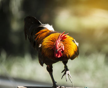 Close-up of rooster