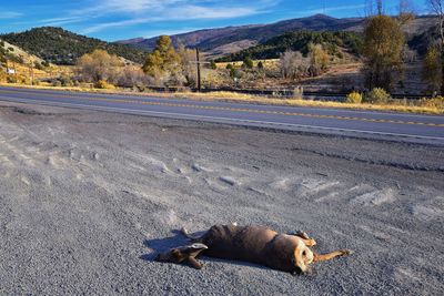 Dead white-tailed or mule doe deer hit by a car lying killed roadside, sad roadkill utah. usa.