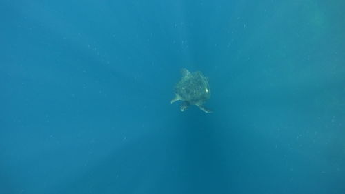 Close-up of jellyfish swimming in sea