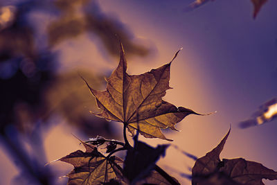 Close-up of dry maple leaves on tree