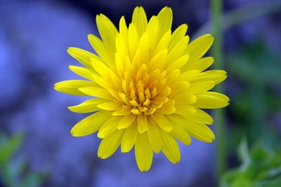 Close-up of yellow flower