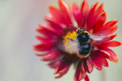 Close-up of bee pollinating on red flower