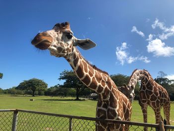 View of giraffe on field against sky