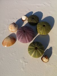 High angle view of seashells on table against wall