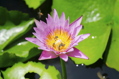 Close-up of pink water lily blooming outdoors