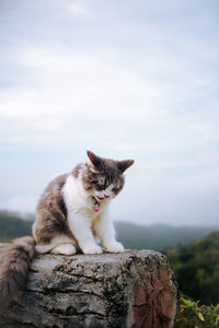Cat sitting on rock against sky