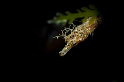 Close-up of plant against black background