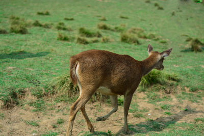 Side view of horse standing on field