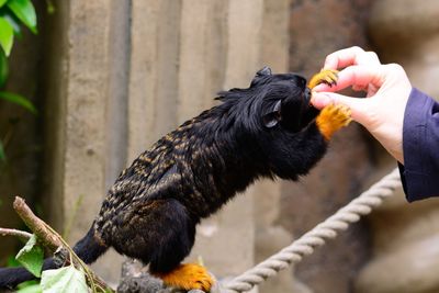 Cropped image of hand feeding tamarin monkey at zoo