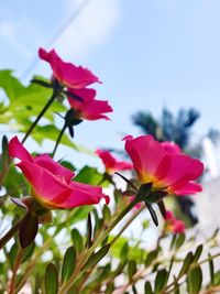 Close-up of pink flowering plant against sky