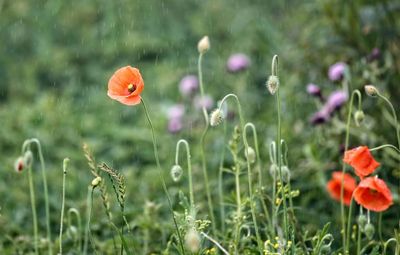 Close-up of poppy flowers growing on field during monsoon