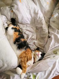 High angle view of cat lying on bed