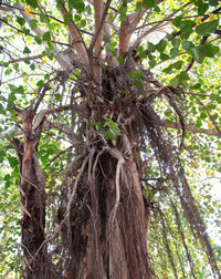 Low angle view of trees in forest