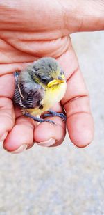 Cropped image of hand holding small bird